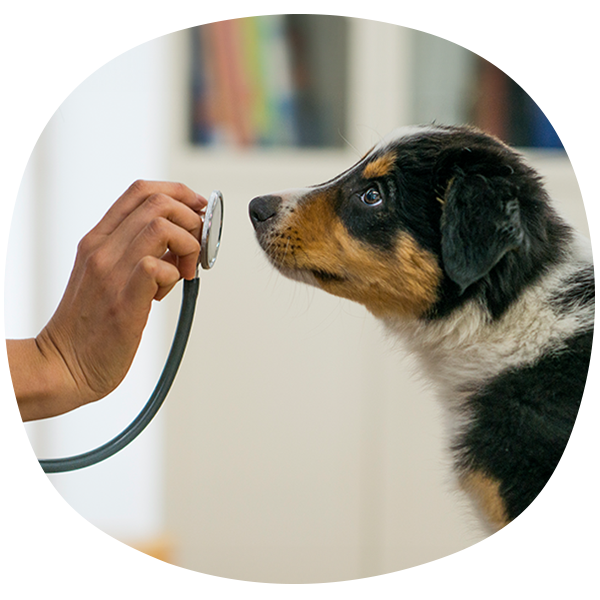 Salud en casa - El servicio de Salud en Casa de Bivett Centro veterinario se adapta a tus necesidades